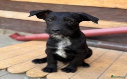 Mixed Breed dogs for adoption: LION - a Lovely young Boy, for a Loving Home - Image 3