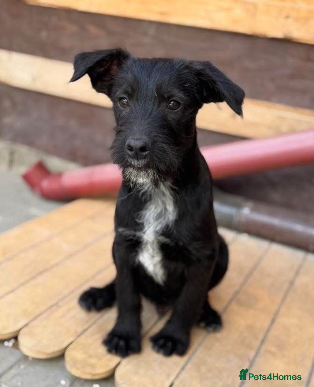 Mixed Breed dogs for adoption: LION - a Lovely young Boy, for a Loving Home - Image 3