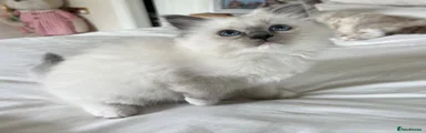 Ragdoll 3