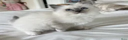 Ragdoll cats for sale: Beautiful GCCF Lilac/Blue Mitted kittens 🥇🐾 - Advert 3