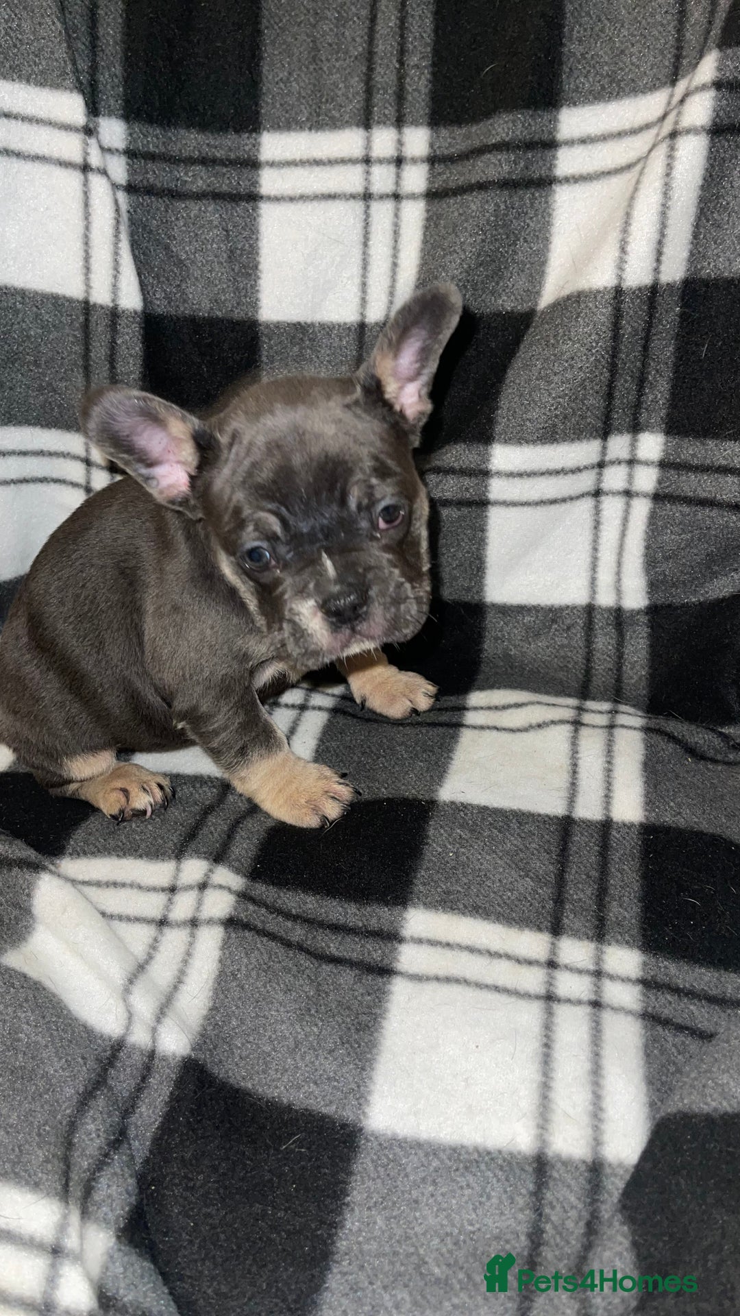 French Bulldog dogs for sale: Beautiful French bull dog puppies  - Advert 2