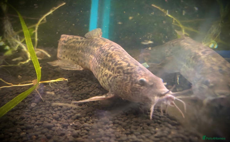 Loaches fish in Chesham - Advert 1