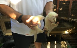 Ferret rodents for sale: Ferrets For Sale  - Image 9