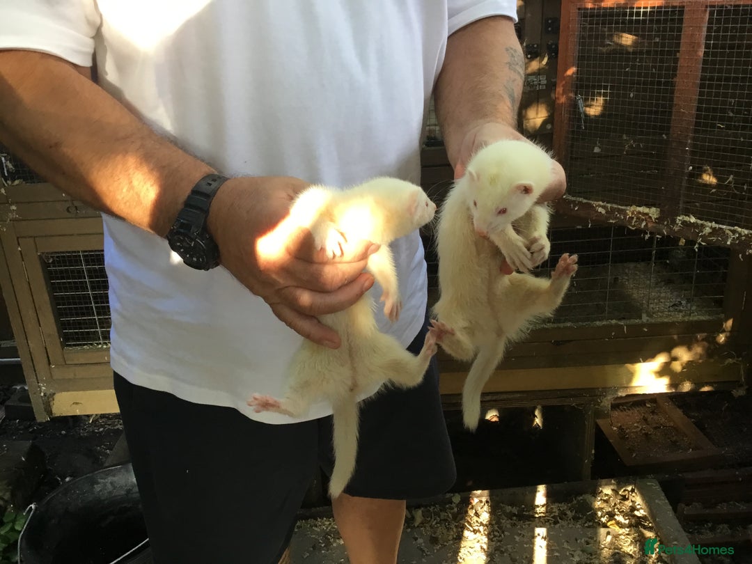 Ferret rodents for sale: Ferrets For Sale  - Image 9
