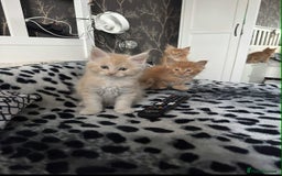 Maine Coon cats for sale: BEAUTIFUL FULL MAINE COON KITTENS AVAILABLE NOW 🐱 - Advert 22