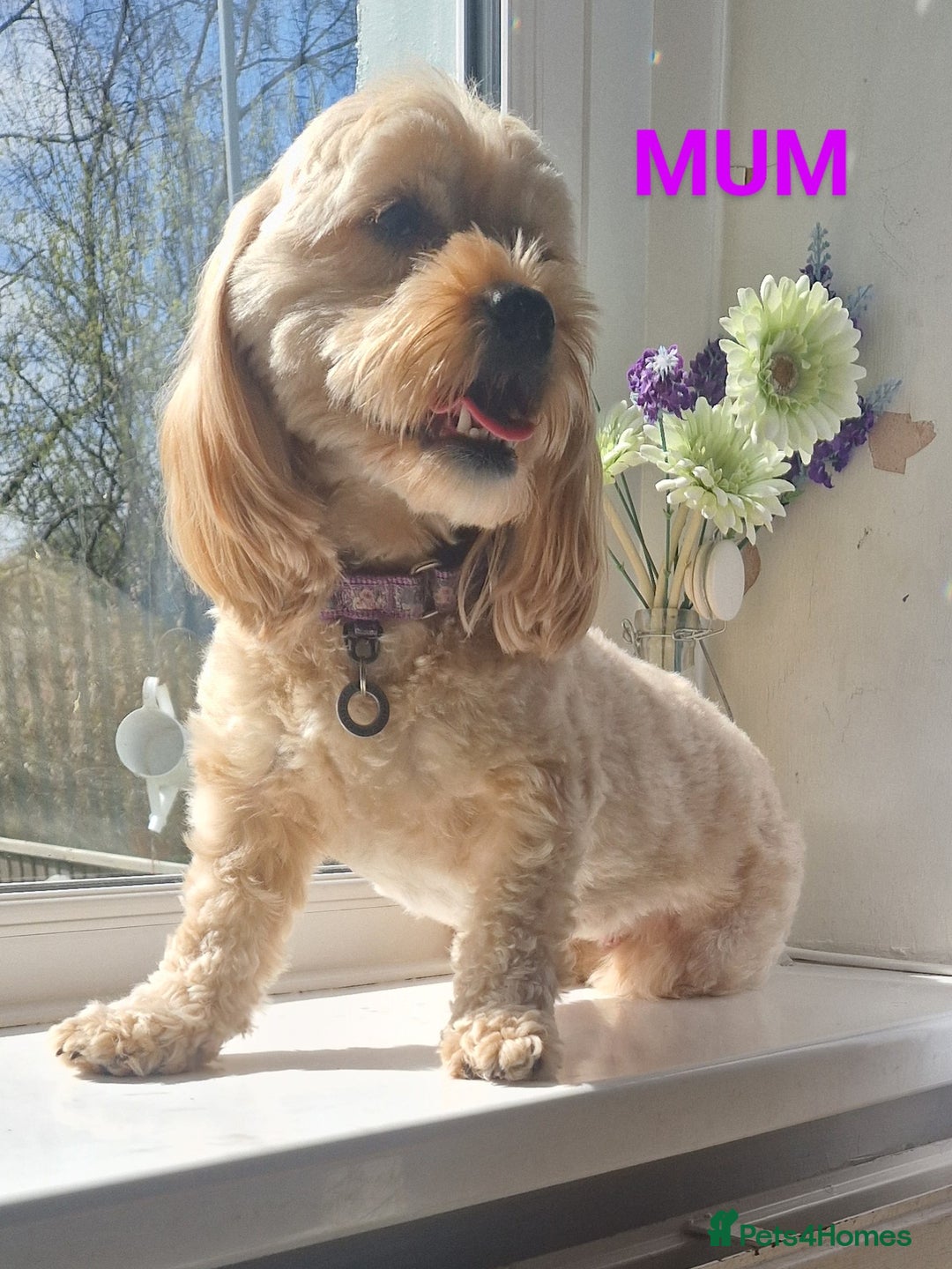 Cavapoo dogs for sale: 5* Beautiful cavapoo puppies 🐶 in Swansea - Image 21