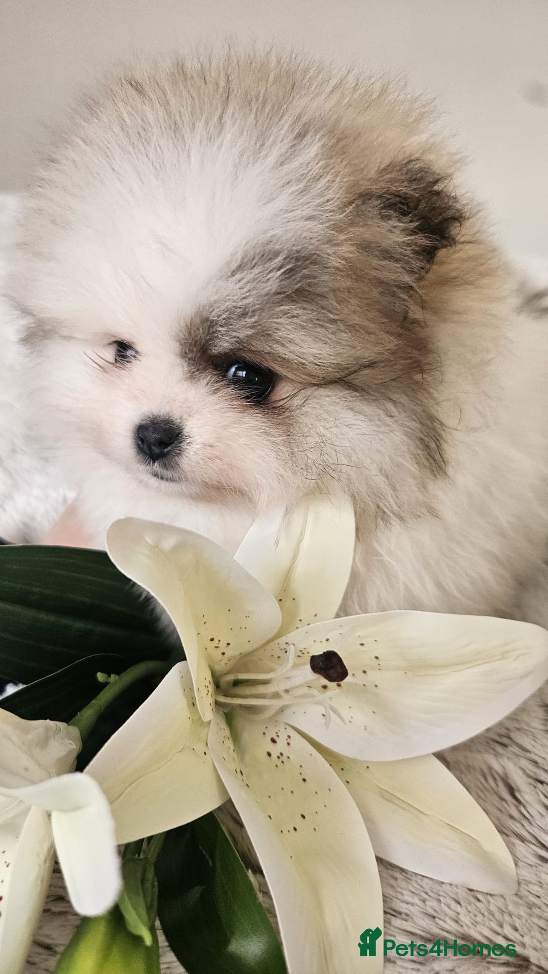 Pomeranian dogs for sale: Little beautiful pomeranians Tamworth  - Advert 22