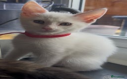 Maine Coon cats for sale: Mainecoon x  - Image 5