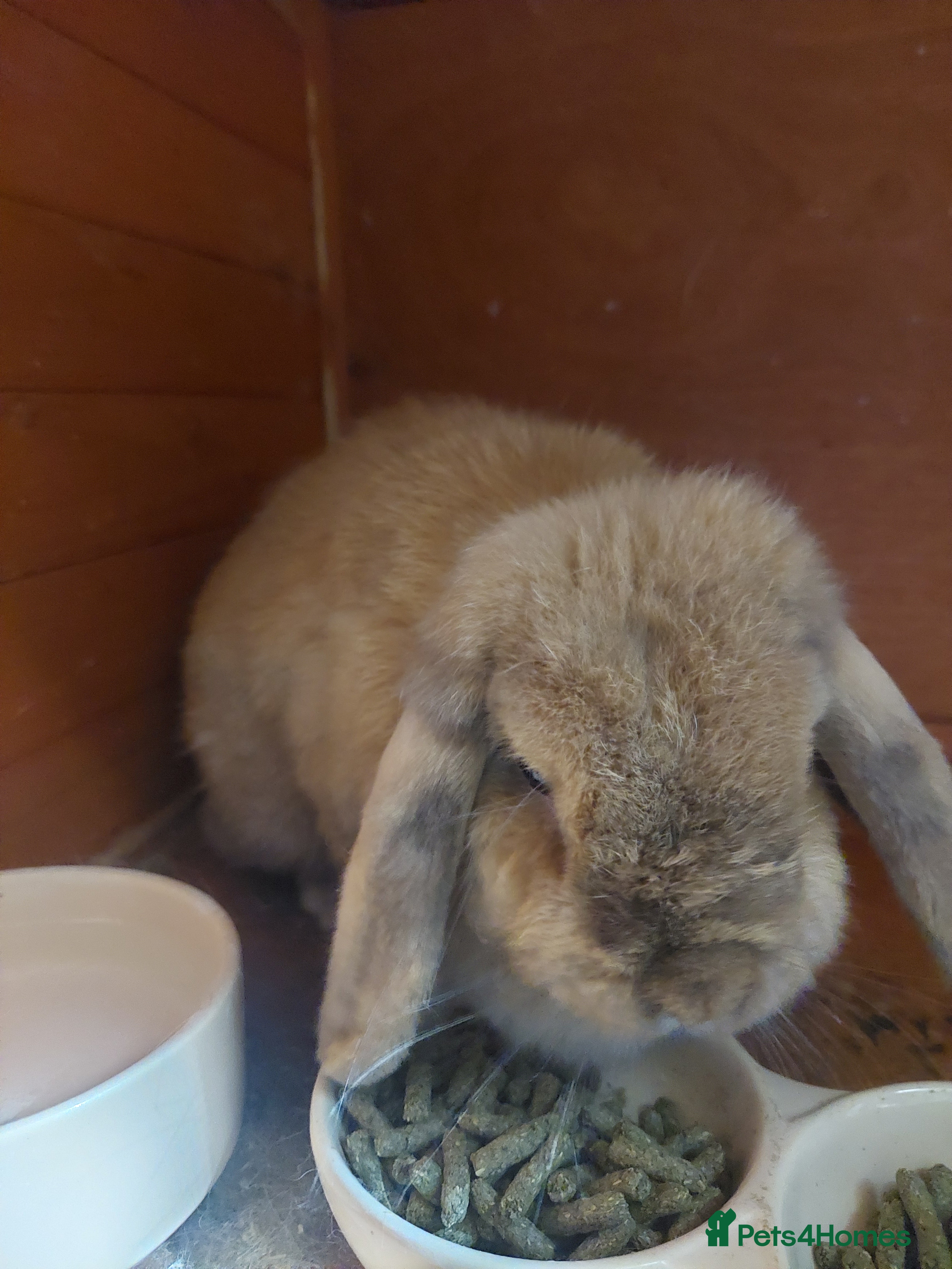 Mini Lop rabbits Mini Lop Rabbit - Advert 7