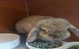 Mini Lop rabbits for sale: Mini Lop Rabbit - Image 1