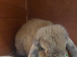 Mini Lop rabbits Mini Lop Rabbit - Advert 7