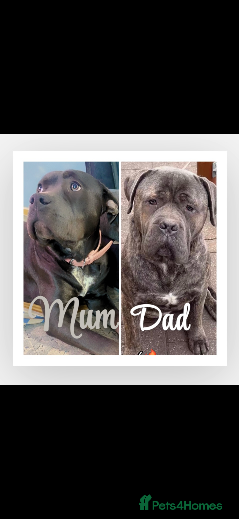 Cane Corso dogs Cane corso puppies, beautiful litter. - Advert 5