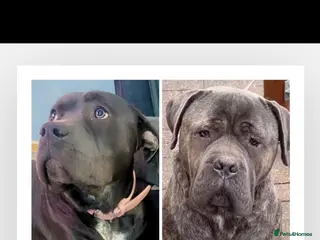 Cane Corso dogs Cane corso puppies, beautiful litter. - Advert 5