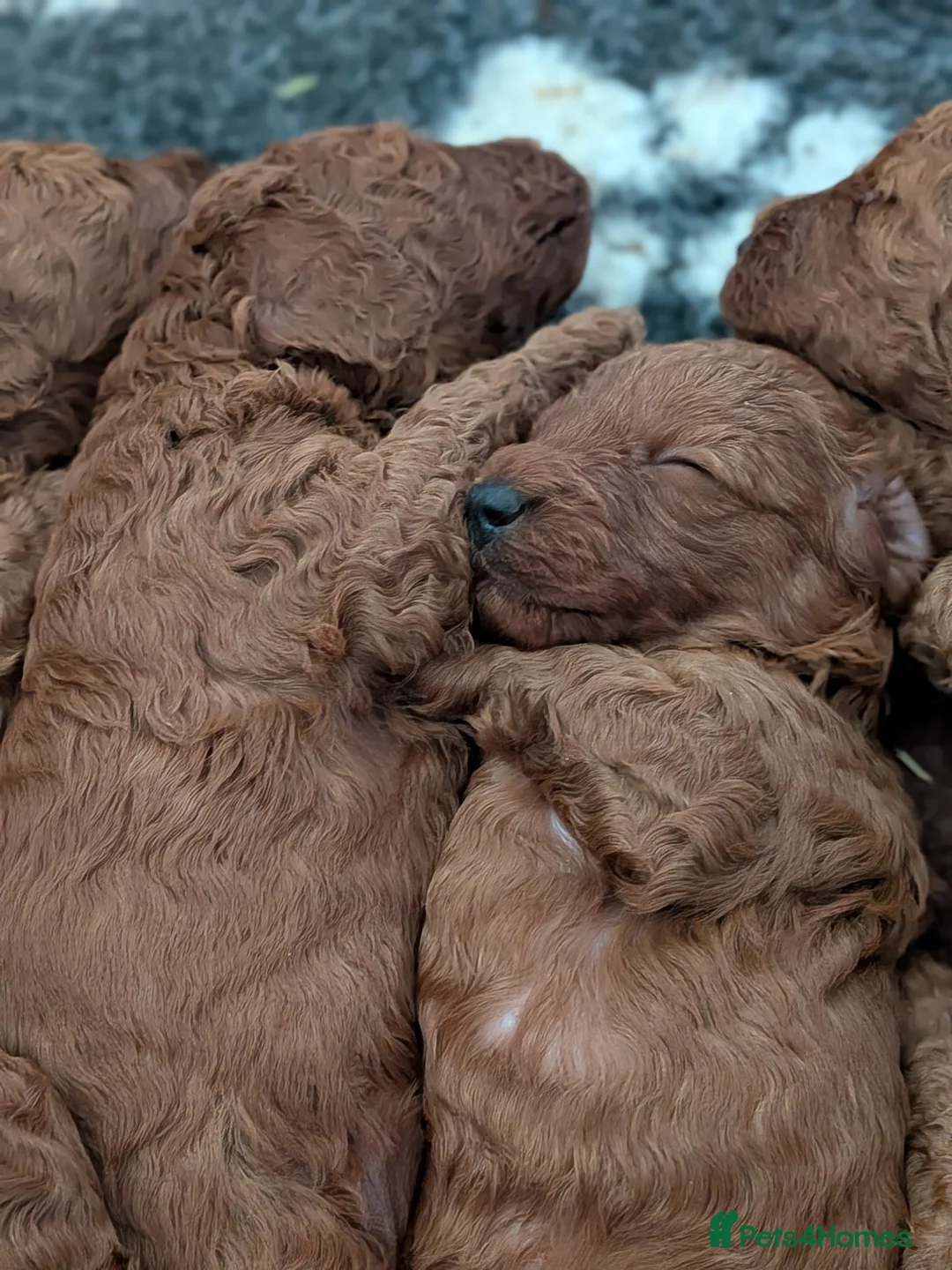 Cavapoo dogs for sale: Cavapoo Beauties Born to Steal Hearts - Advert 2