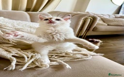 Ragdoll cats for sale: ✨🐾 Beautiful Ragdoll Kittens ✨🐾 - Image 1