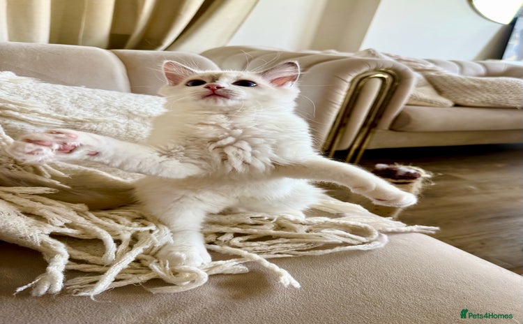 Ragdoll cats - Advert 2