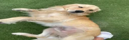 Golden Retriever dogs for sale: 🤍Cream / Platinum Golden Retriever Pups 🤍 - Advert 29