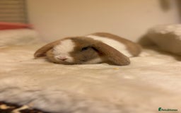 Mini Lop rabbits for sale: ✨ Beautiful harli split mini lop buck 👀 🏡  - Image 7