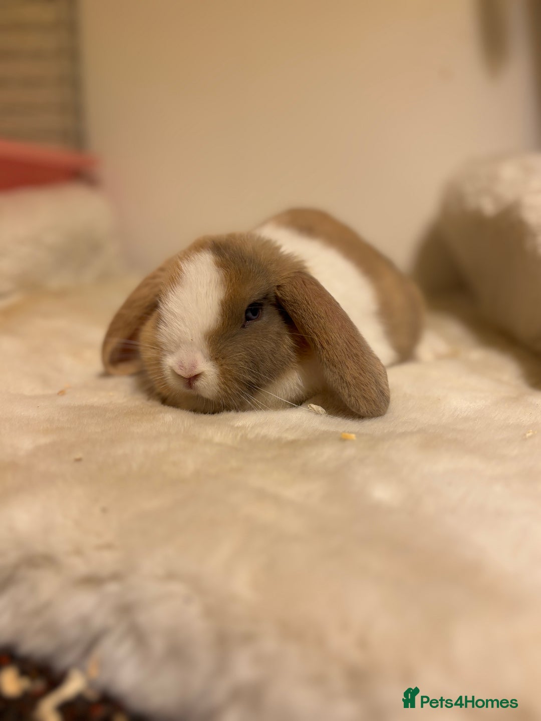 Mini Lop rabbits for sale: ✨ Beautiful harli split mini lop buck 👀 🏡  - Image 7