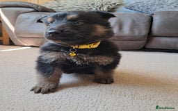German Shepherd dogs for sale: German shepherd puppies  - Image 4