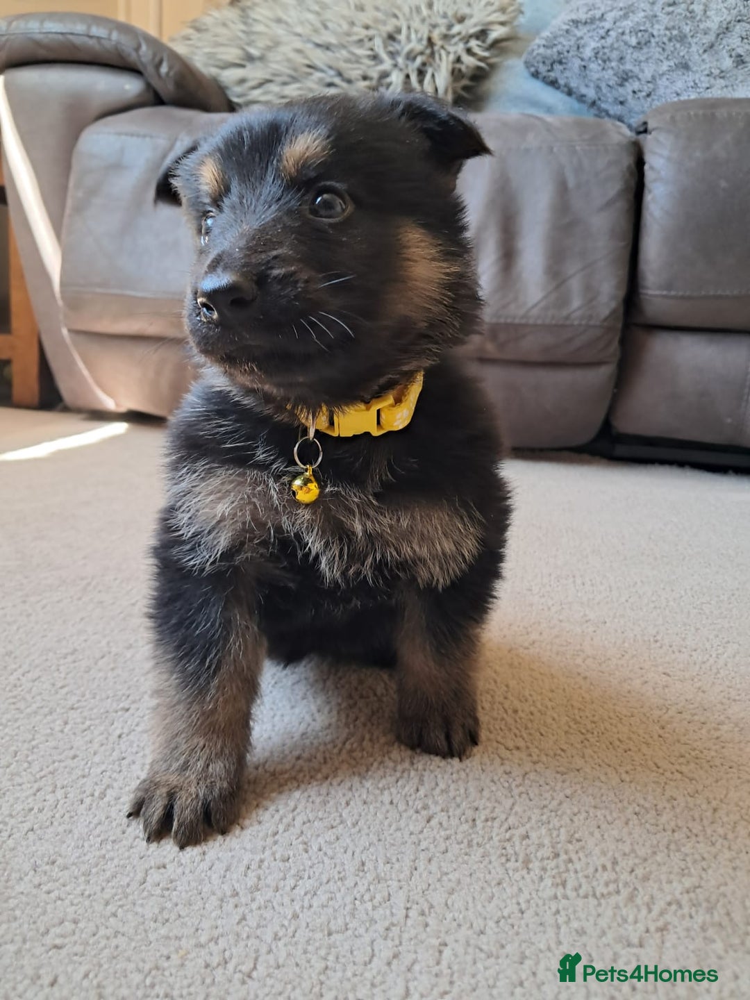 German Shepherd dogs for sale: German shepherd puppies  - Image 4