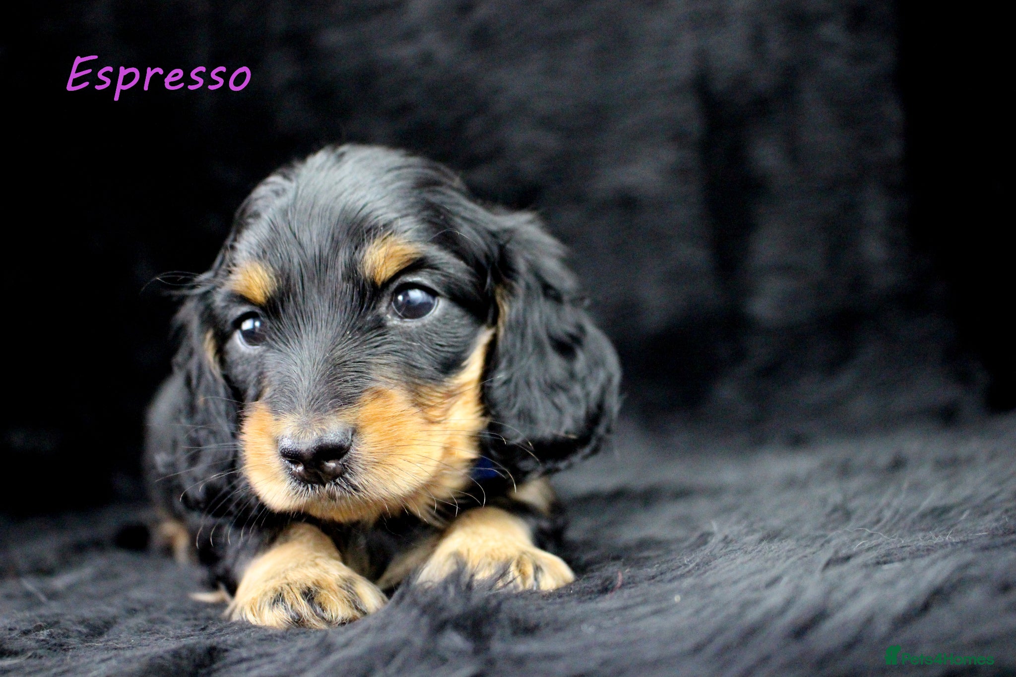 Miniature Dachshund dogs 🌟Dapple & Black Tan PRA Clear KC reg – June 26🌟 - Advert 2