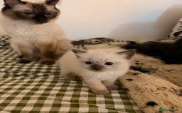 Ragdoll cats for sale: Beautiful Dolls  - Advert 16