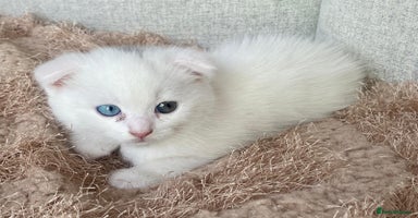 Scottish Fold cats - Advert 11