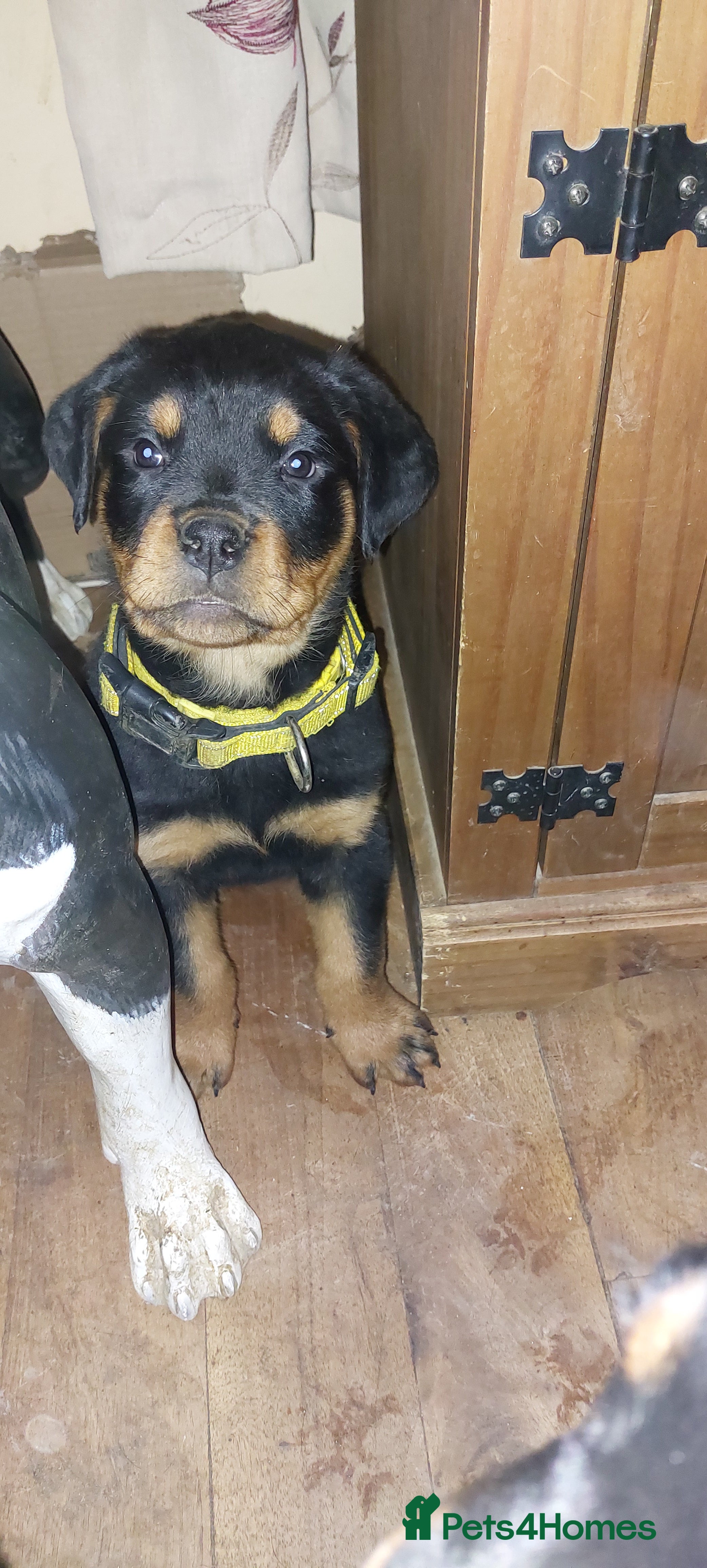 Rottweiler dogs Kc registered chunky pups - Advert 13