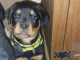 Rottweiler dogs Kc registered chunky pups - Advert 18