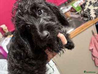 Doxiepoo dogs LITTLE ALBERT LEFT! - Advert 10