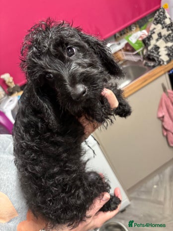 Doxiepoo dogs LITTLE ALBERT LEFT! - Advert 3