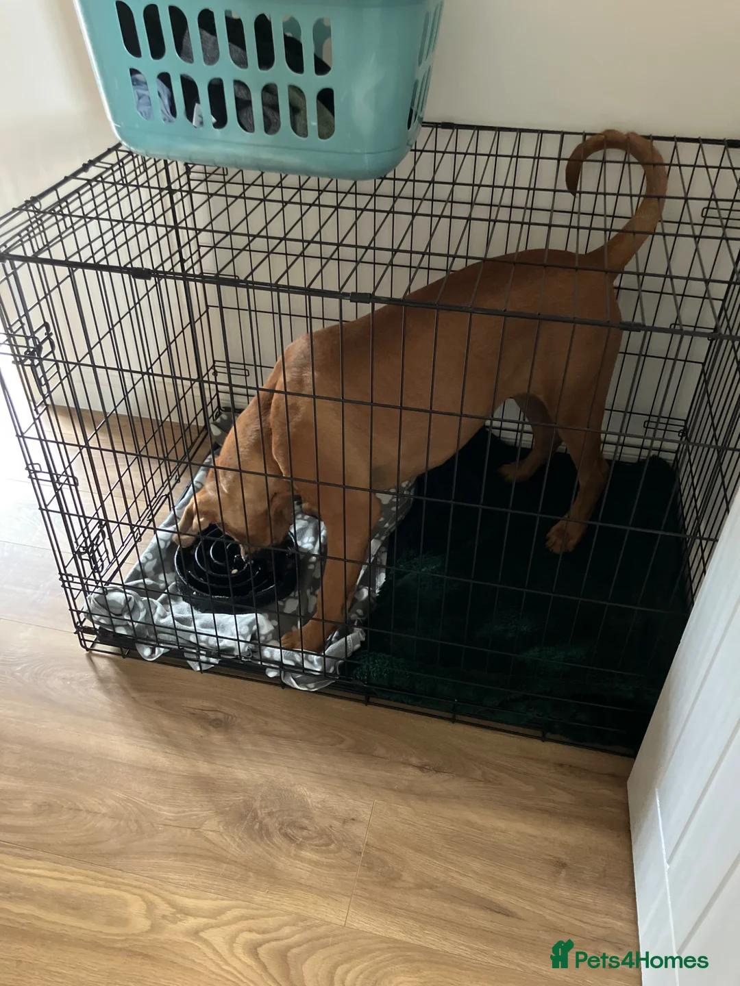 Mixed Breed dogs for sale: 9 months old Doberman cane corso - Advert 4