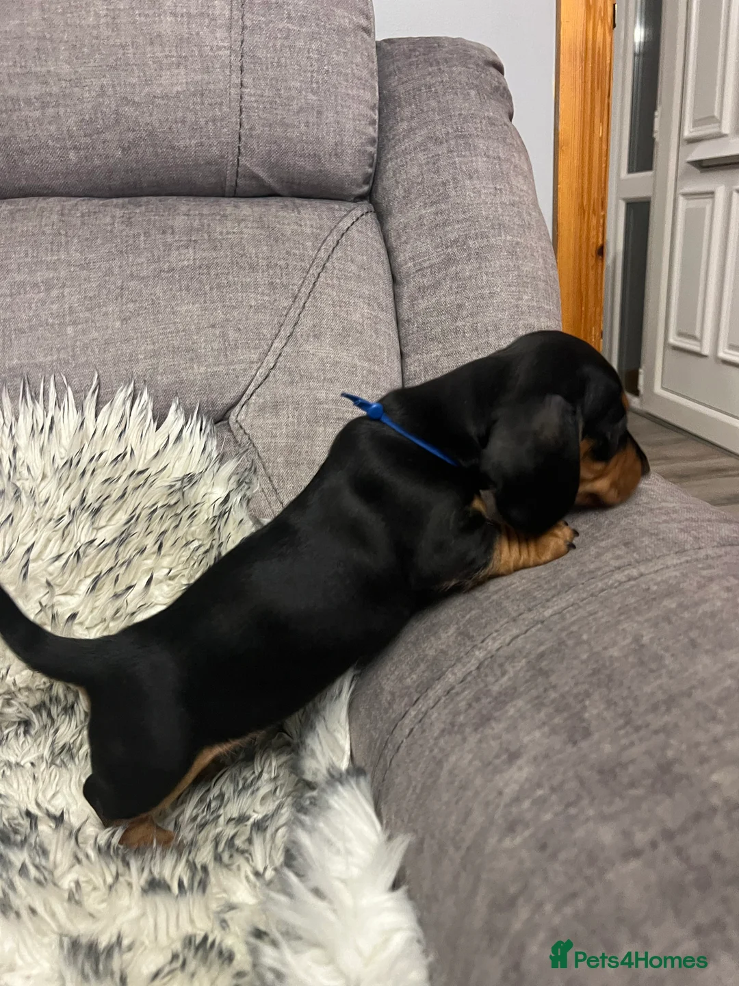 Dachshund dogs for sale: Adorable Dachshund puppies 4 boys 2 girls - Advert 25