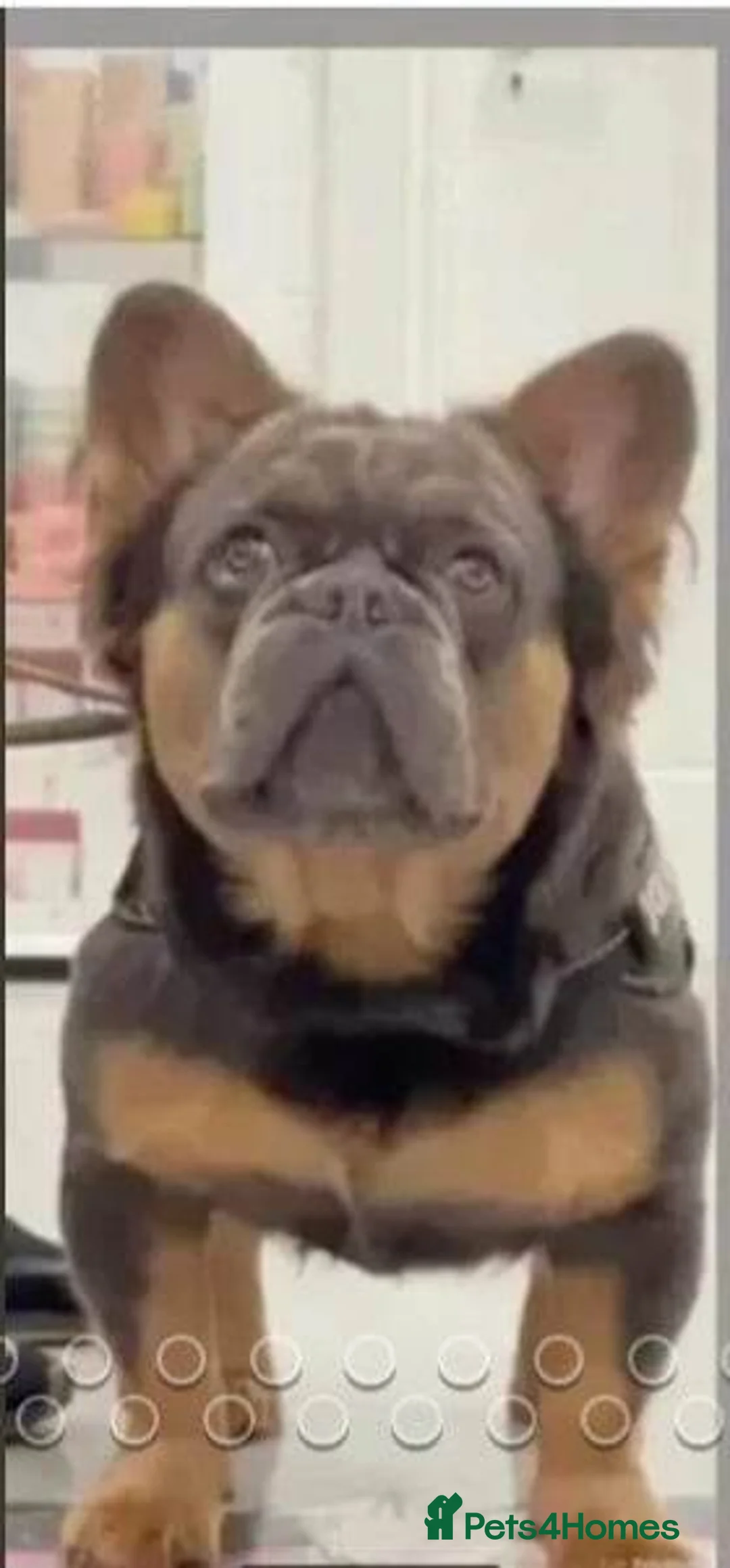 French Bulldog dogs for stud: kc French Bulldog Stud - Advert 16