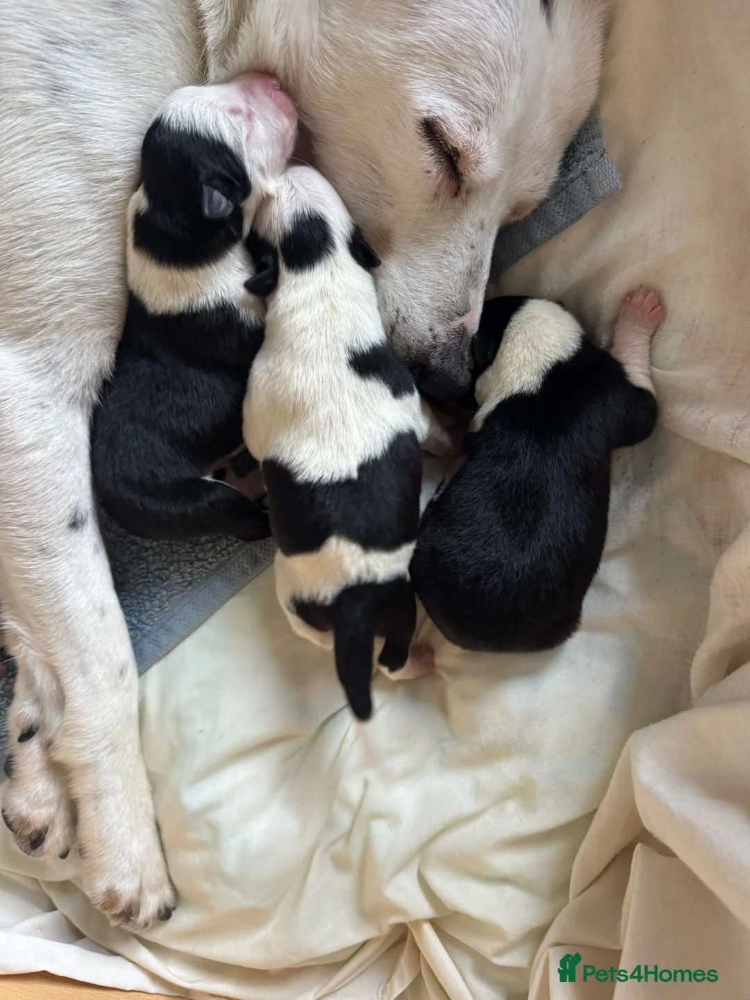 Border Collie dogs for sale: 1 Border Collie Pup - Health tested clear parents - Advert 5