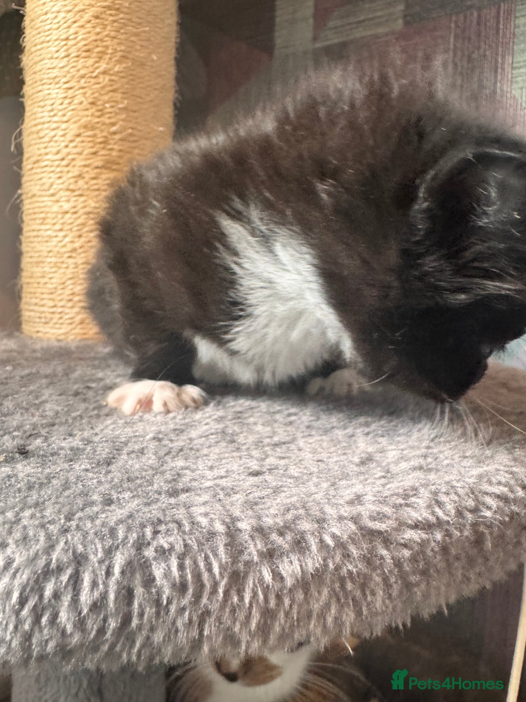 Mixed Breed cats for sale: Last of litter  - Advert 13