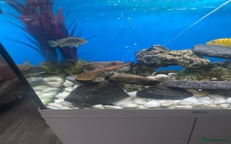 Cichlids fish for sale: Cichlids for sale  - Image 3