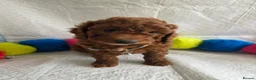 Irish Doodle dogs for sale: 👑Superb Rare Toy/Mini Deepest Red Irish Doodles👑 - Advert 10