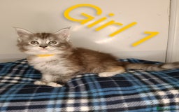Maine Coon cats for sale: 'PuuureLove' Maine Coon kittens  - Image 5