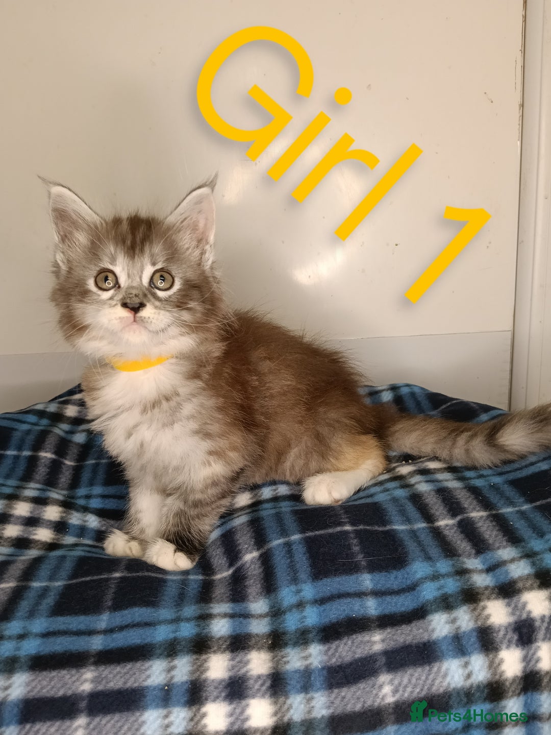 Maine Coon cats for sale: 'PuuureLove' Maine Coon kittens  - Image 5