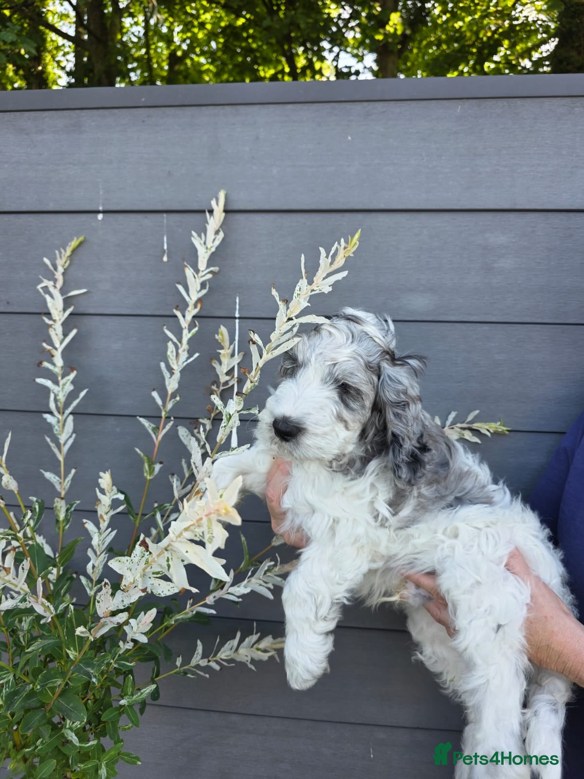 Cockapoo dogs for sale: Beautifully coloured f1 cockapoo pups - Advert 1