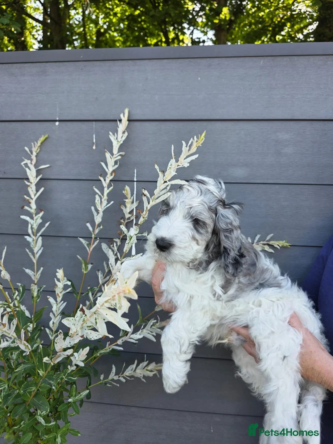 Cockapoo dogs for sale: Beautifully coloured f1 cockapoo pups - Advert 1