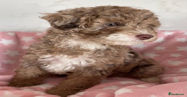 Cockapoo dogs - Advert 15