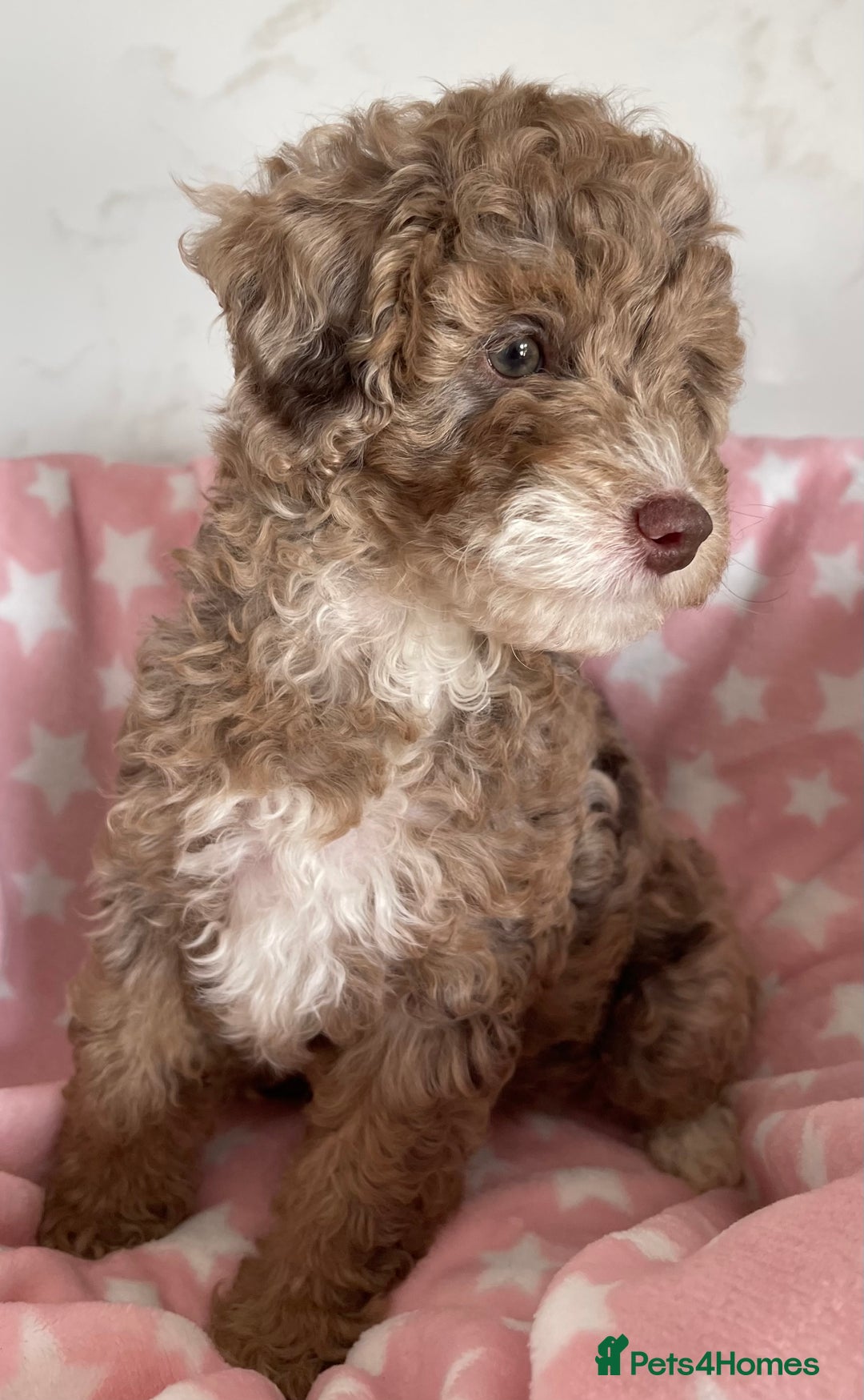 Cockapoo dogs for sale: Unique & stunning full DNA tested Cockapoo puppies - Image 3