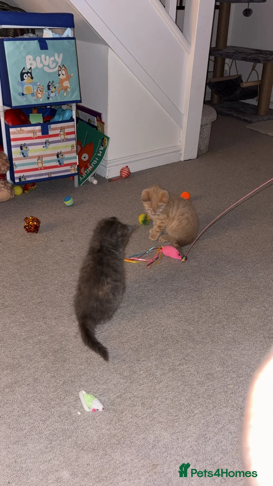 Mixed Breed cats for sale: 12 week kittens x2 - Advert 2