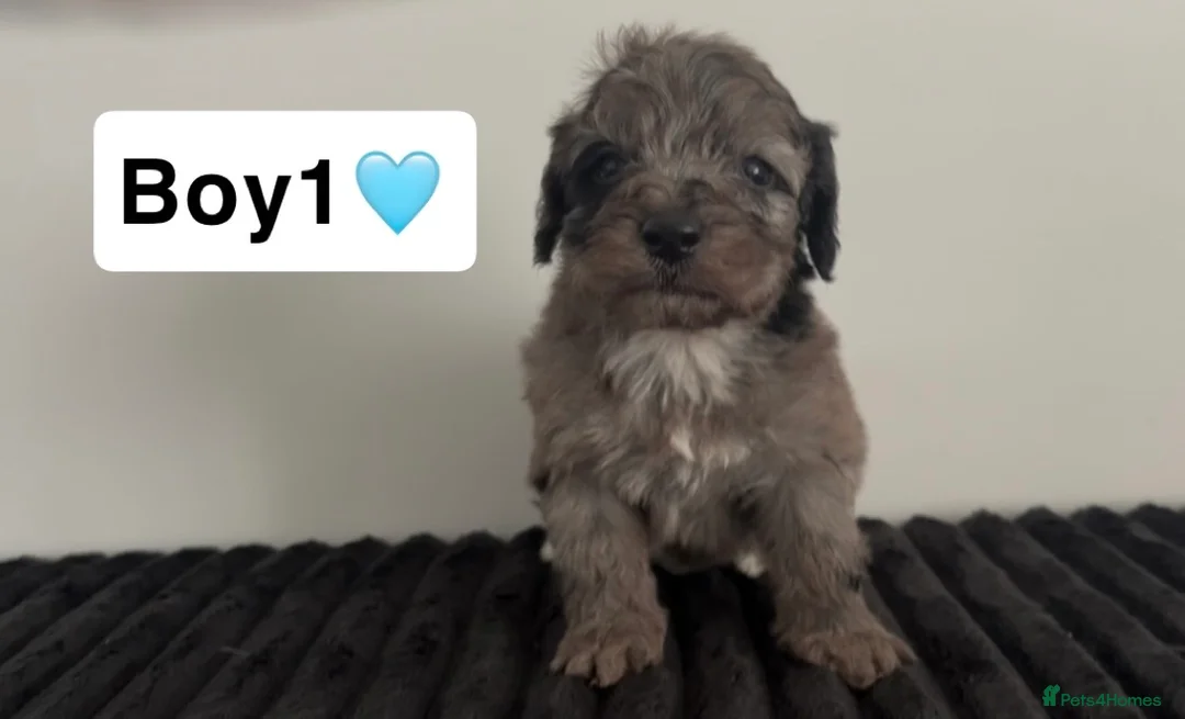 Cockapoo dogs for sale: Cockapoo puppies  - Advert 1