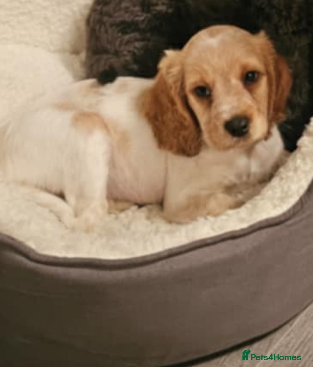 Mixed Breed dogs for sale: Last female remaining  - Image 3