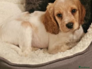 Mixed Breed dogs - Advert 1