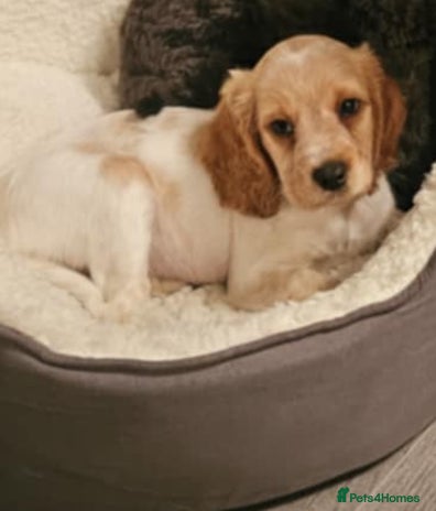 Mixed Breed dogs - Advert 1